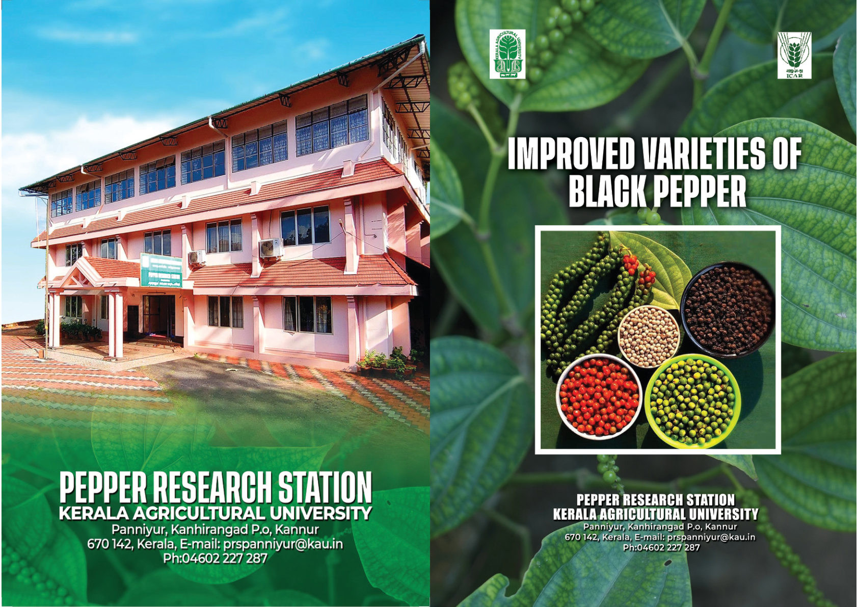 Improved Black Pepper Varieties cover